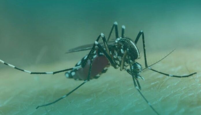 Nyamuk Dengue Aedes Aegepty mengganas di duhu tinggi